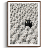 The Black Sheep
