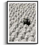 The Black Sheep