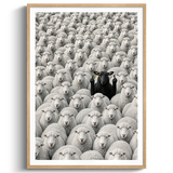 The Black Sheep