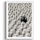 The Black Sheep